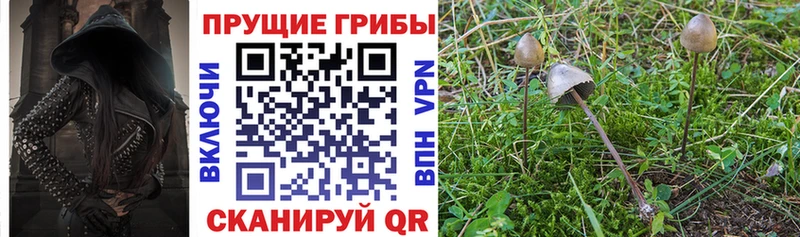 Псилоцибиновые грибы MAGIC MUSHROOMS  наркота  Хадыженск 